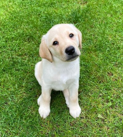 Daisy