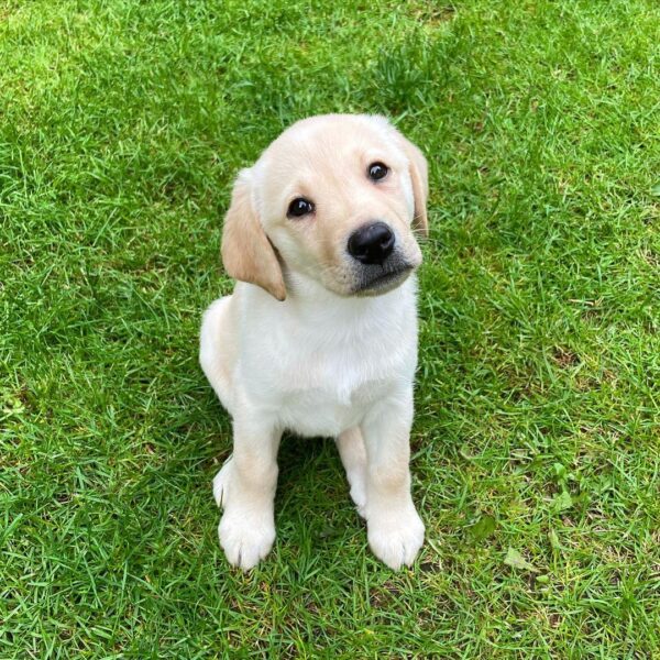 Daisy