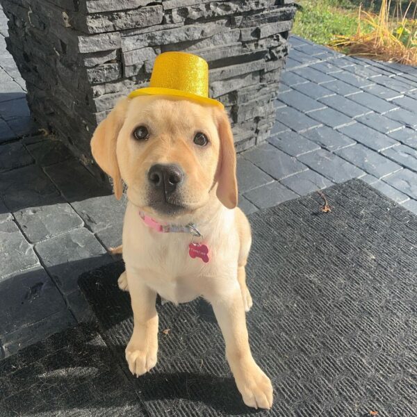 Penny