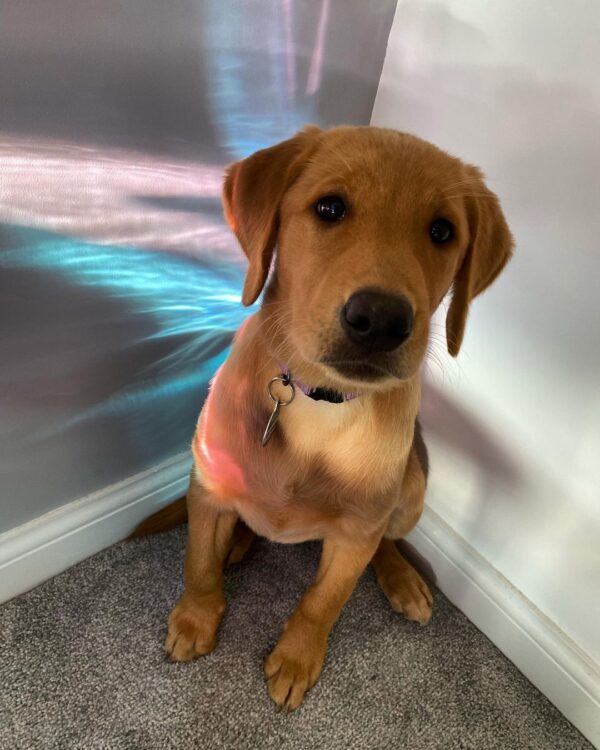 Pepper